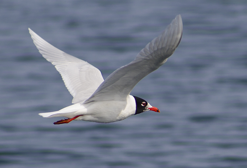 Mediterranean Gull