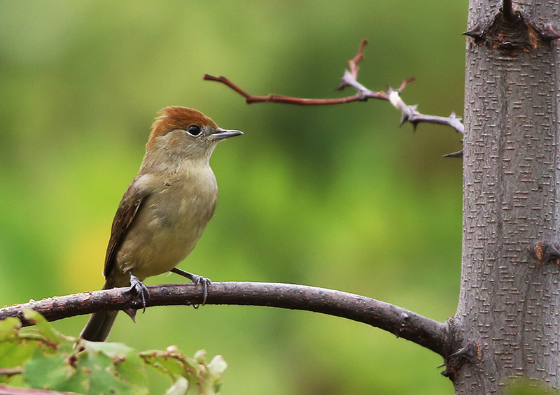 Eurasian Blackcap