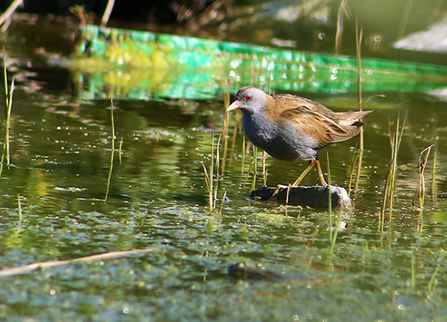 Little Crake