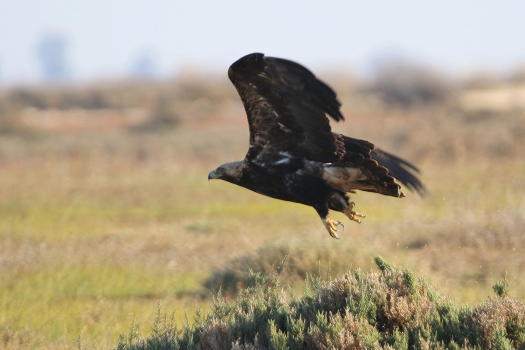 Eastern Imperial Eagle
