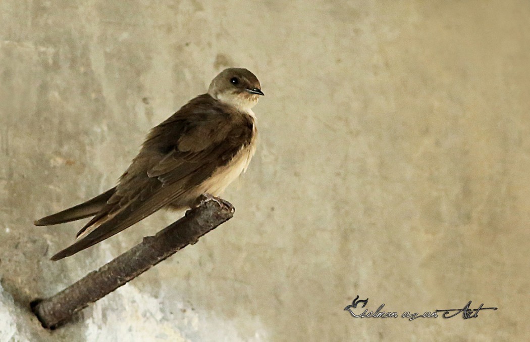 Eurasian Crag Martin