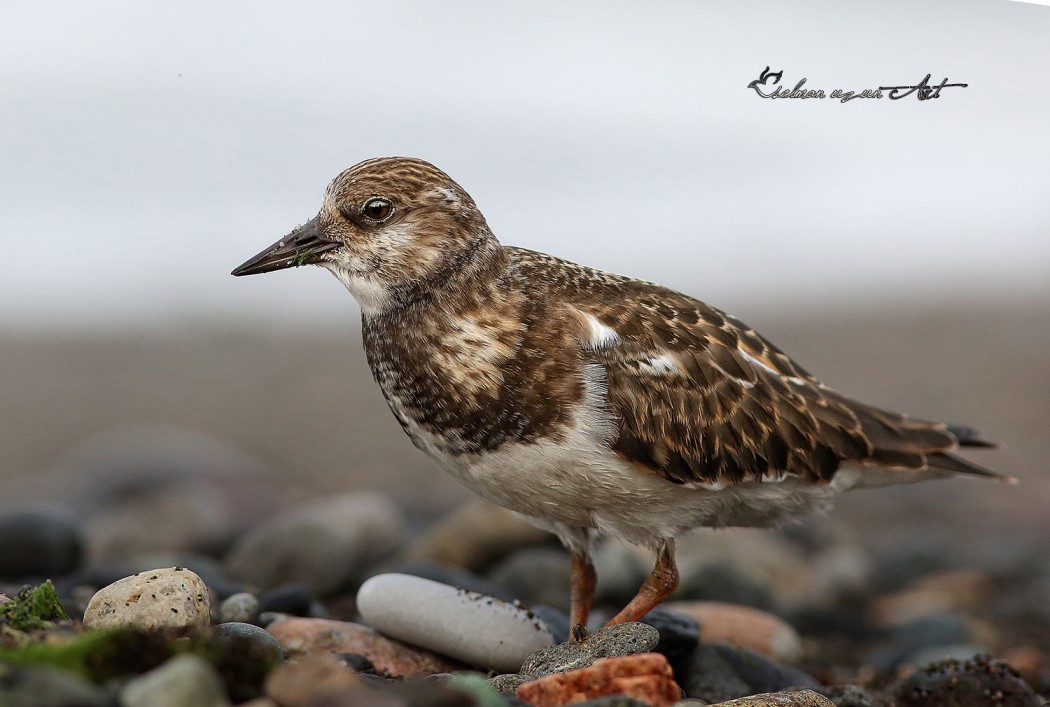 Ruddy Turnstone