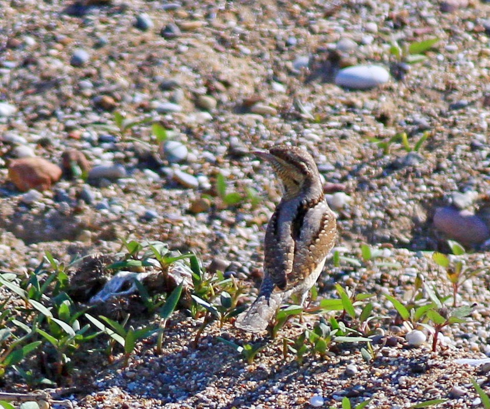 Eurasian Wryneck