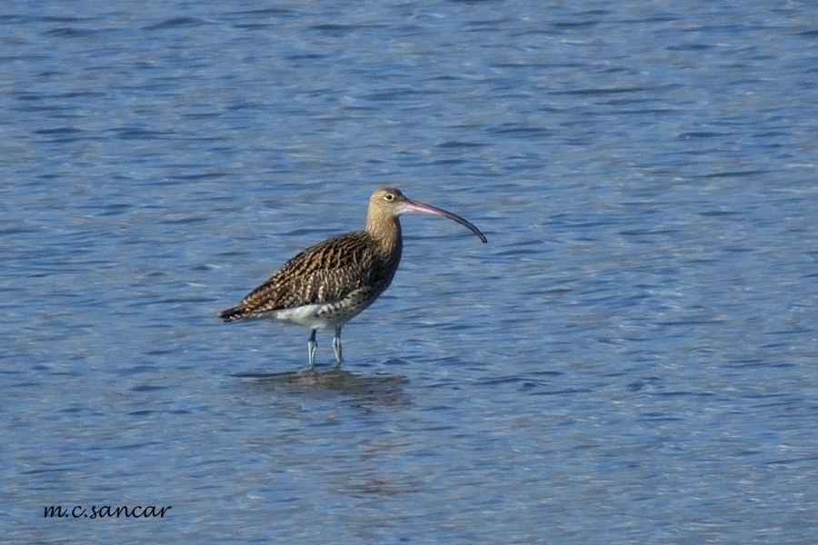Eurasian Curlew