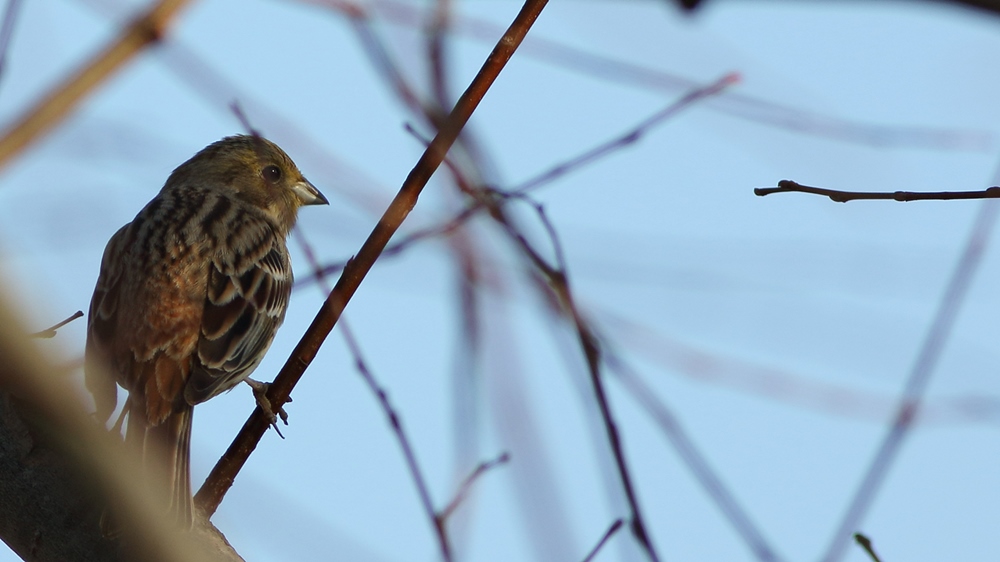 Yellowhammer