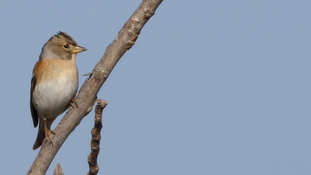 Brambling