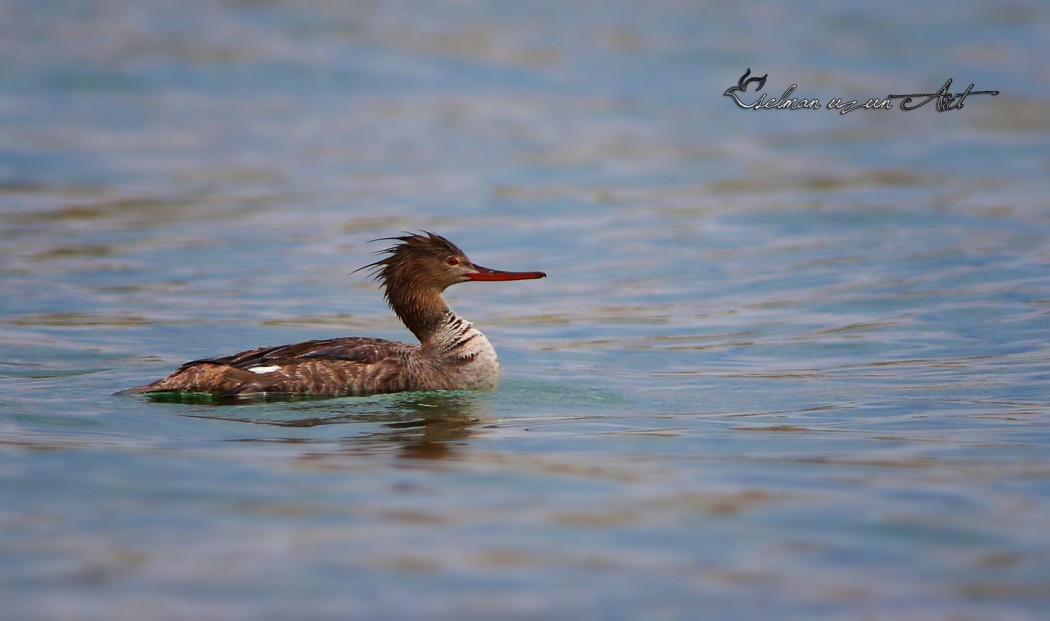 Red-breasted Merganser