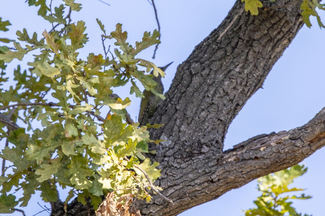 European Green Woodpecker