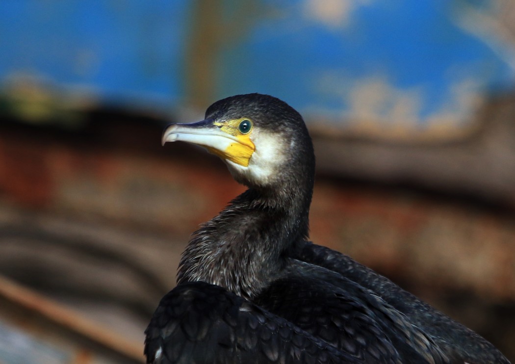 Great Cormorant