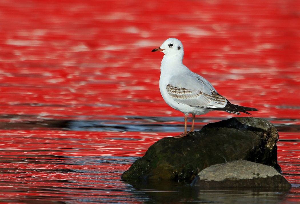 Black-headed Gull
