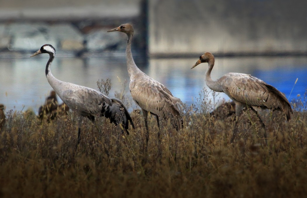 Common Crane