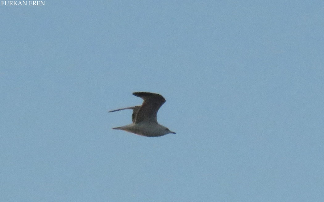 Mew Gull