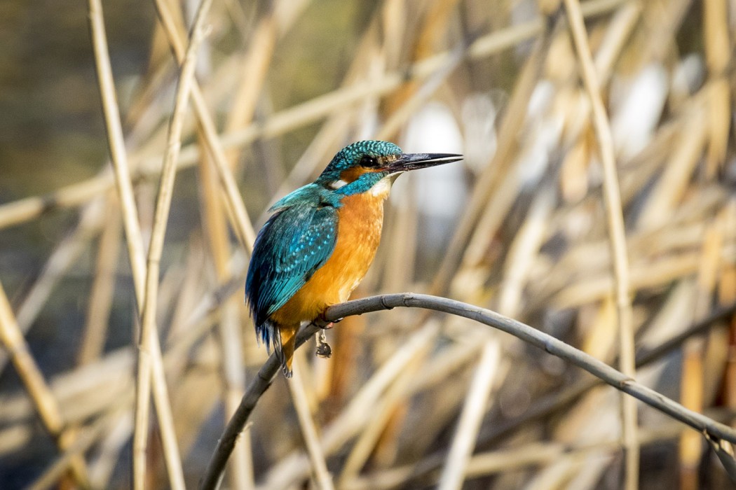 Common Kingfisher