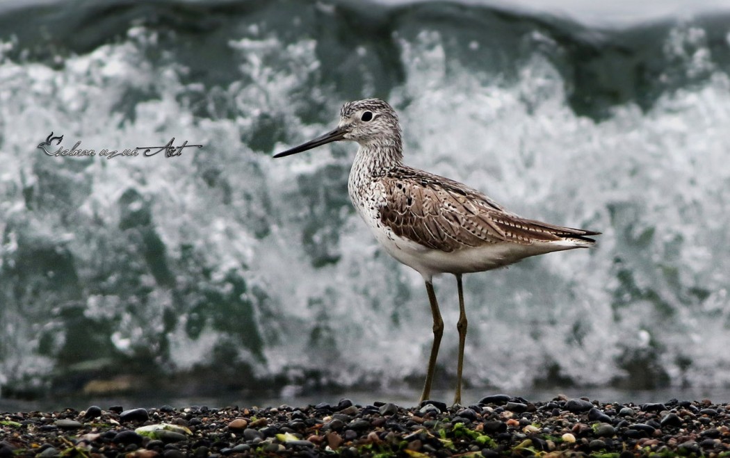 Common Greenshank