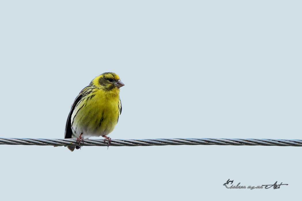 European Serin