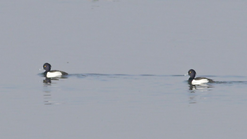 Tufted Duck