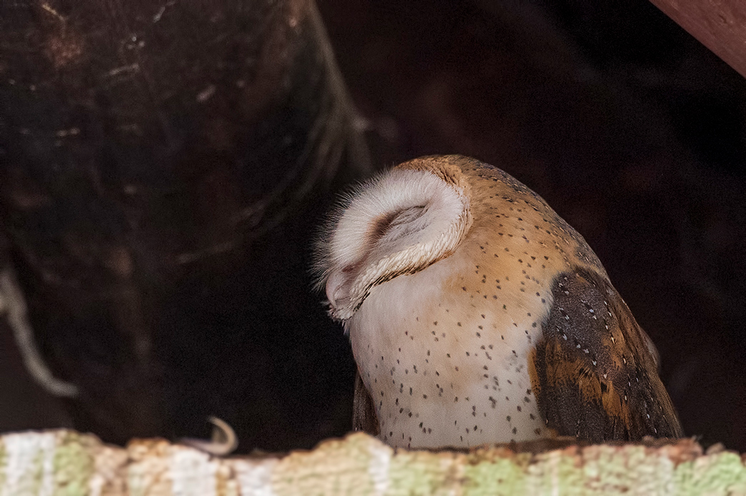 Western Barn Owl