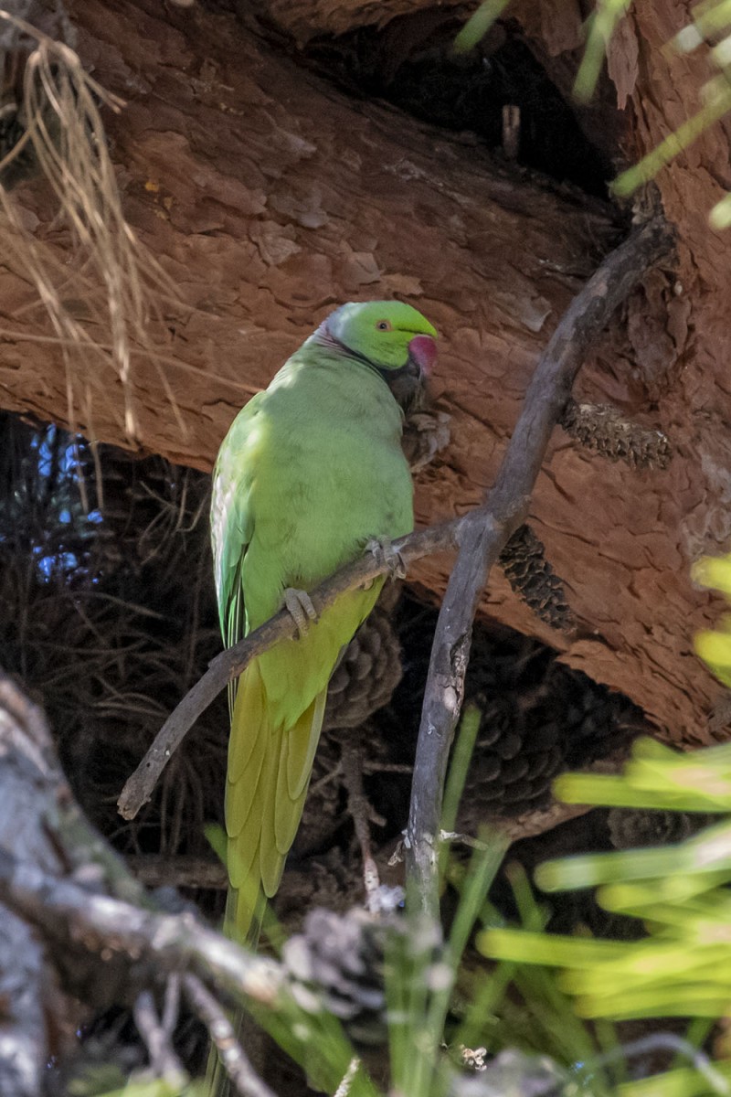 Rose-ringed Parakeet