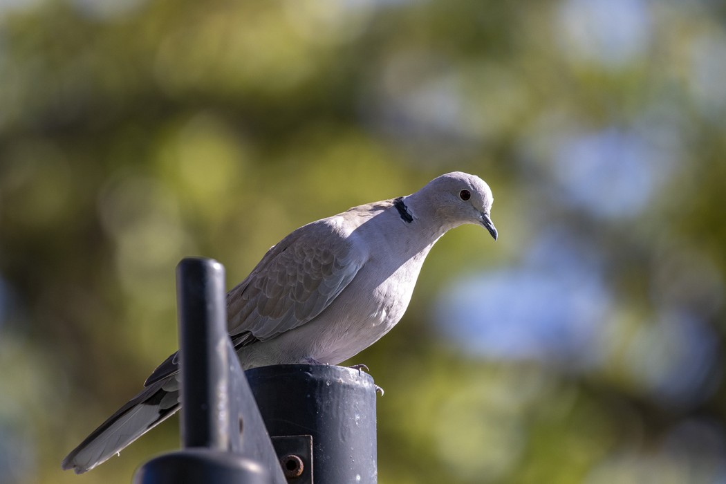 Eurasian Collared Dove