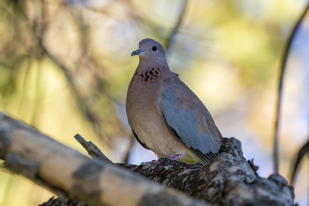 Laughing Dove