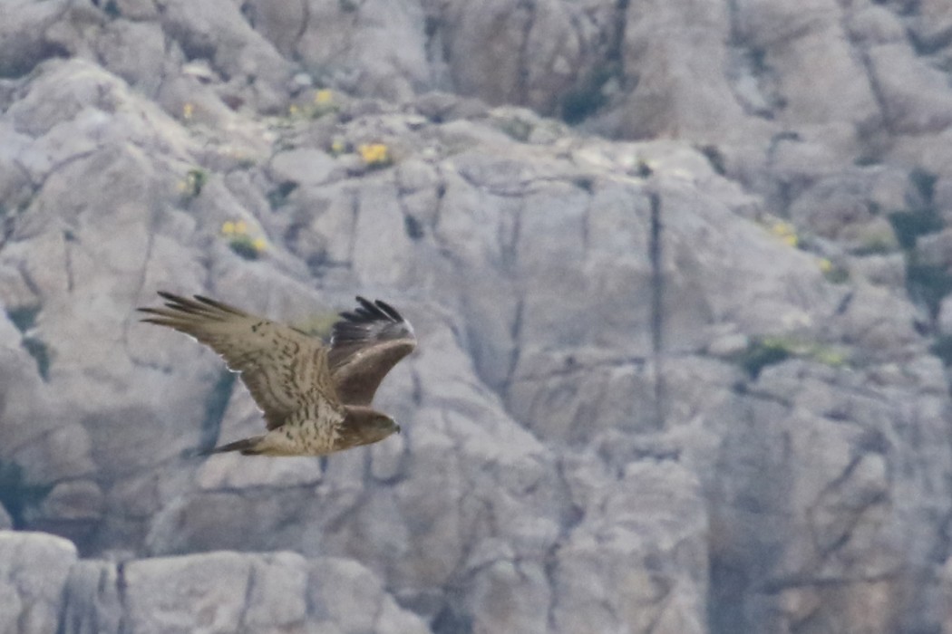 Short-toed Snake Eagle