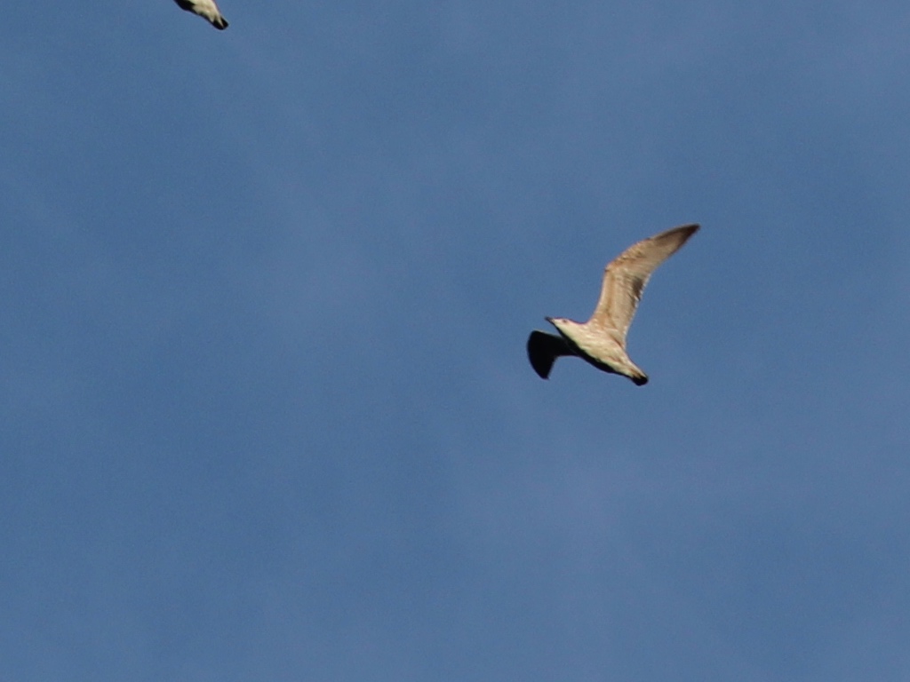 Yellow-legged Gull