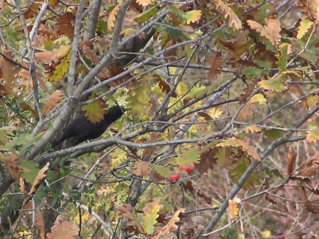 Common Blackbird