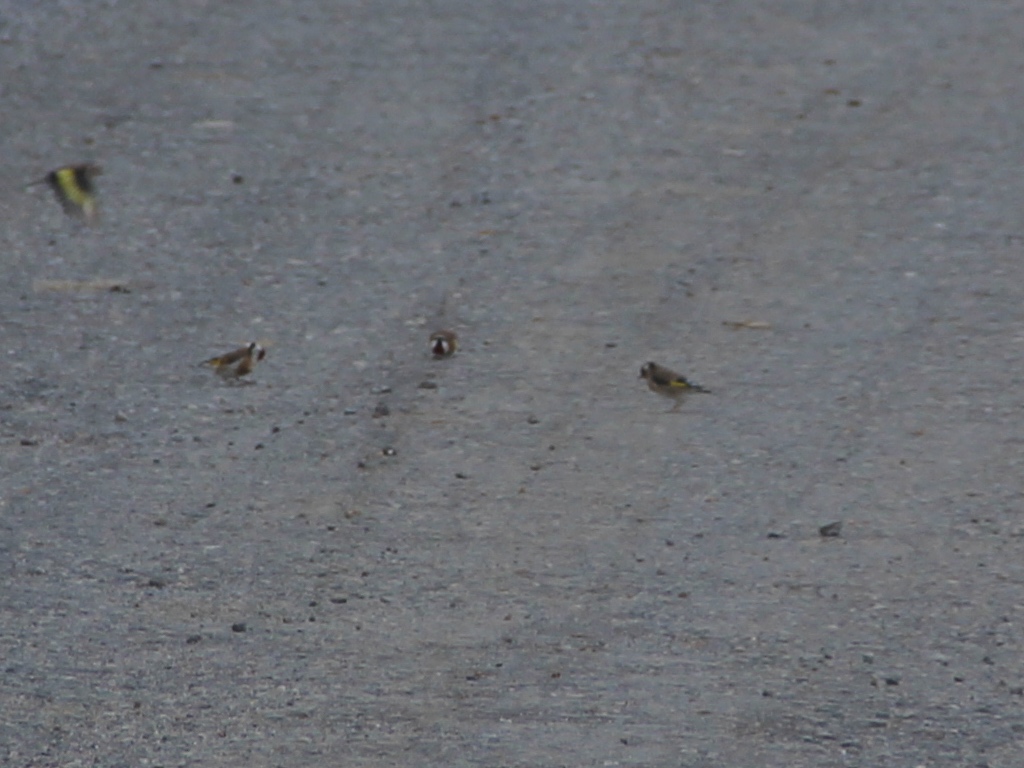 European Goldfinch