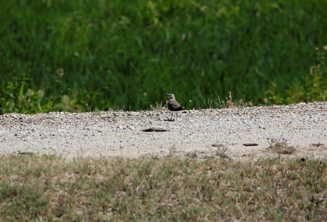 Collared Pratincole