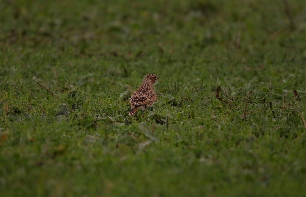 Eurasian Skylark