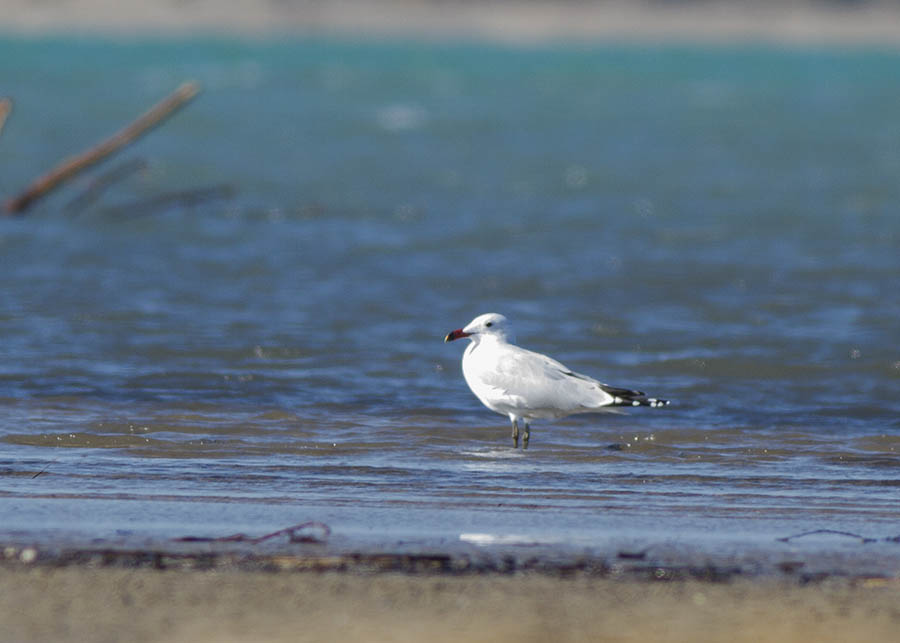 Audouin`s Gull