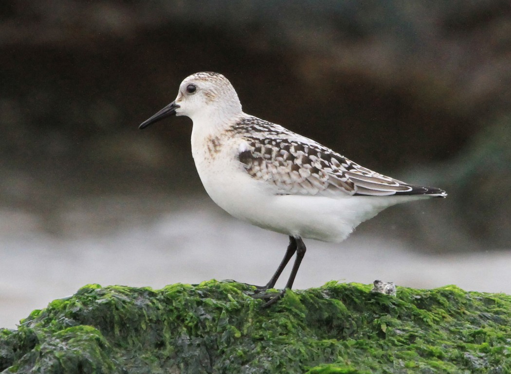 Sanderling