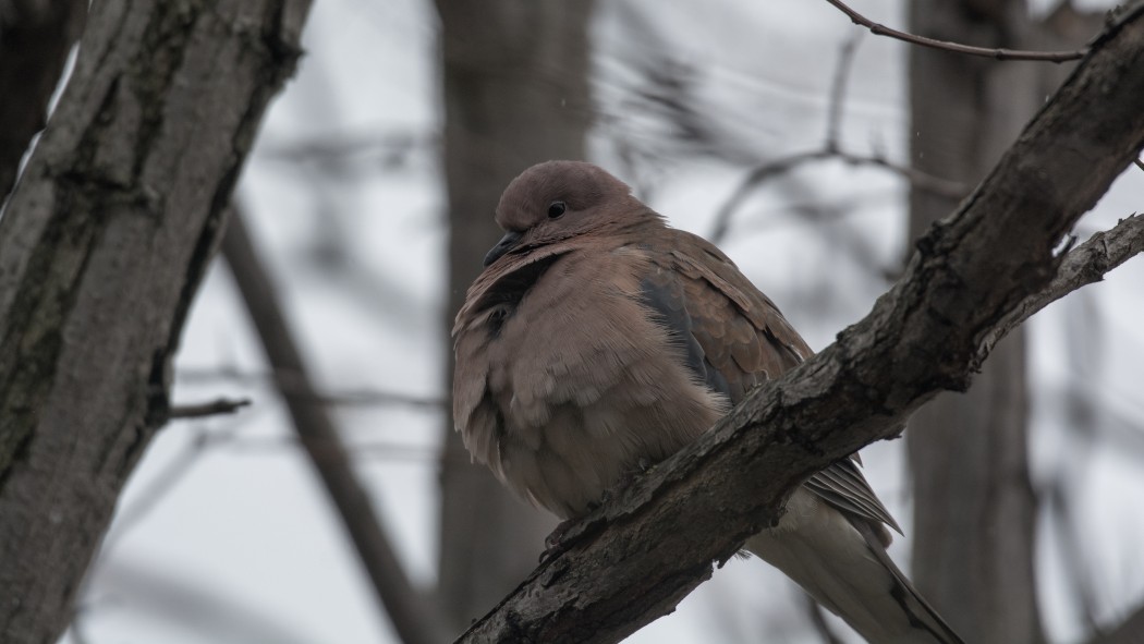 Laughing Dove