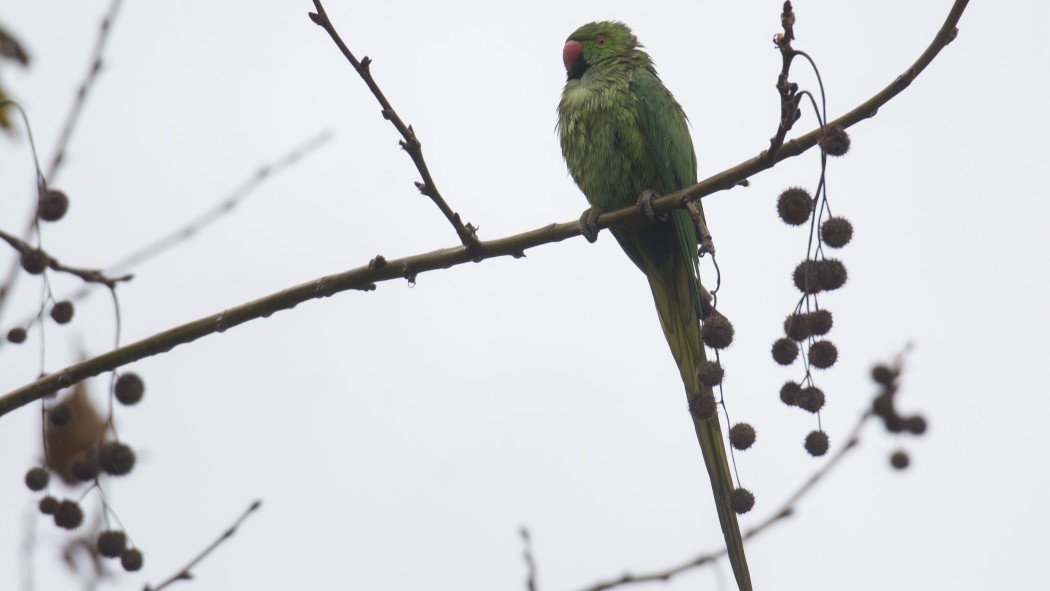 Rose-ringed Parakeet