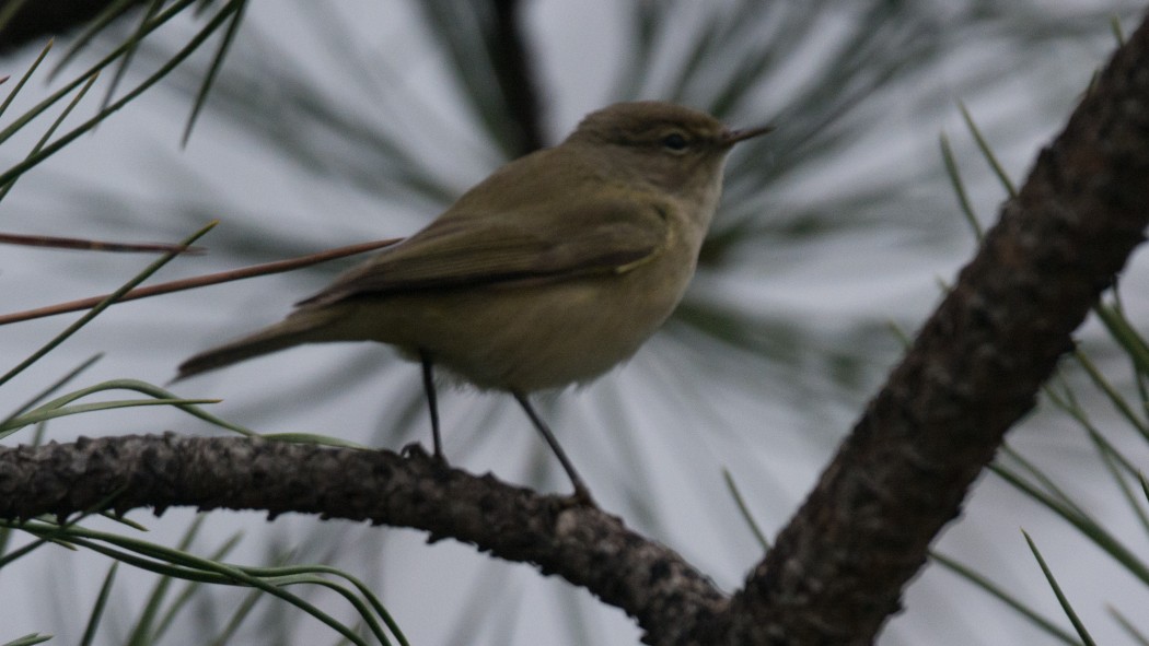 Common Chiffchaff
