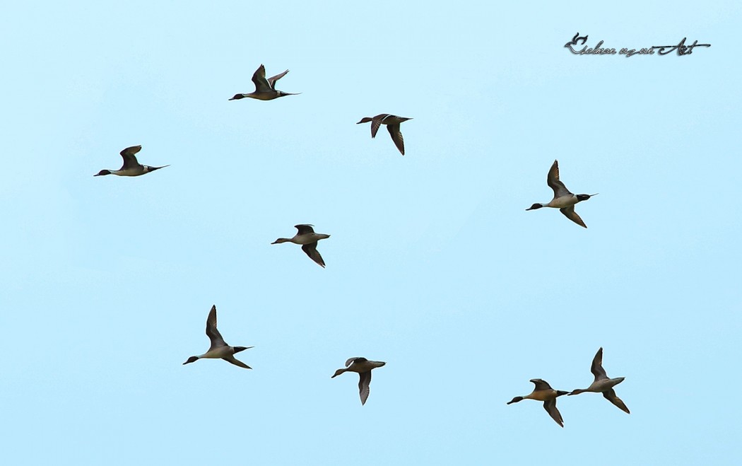 Northern Pintail