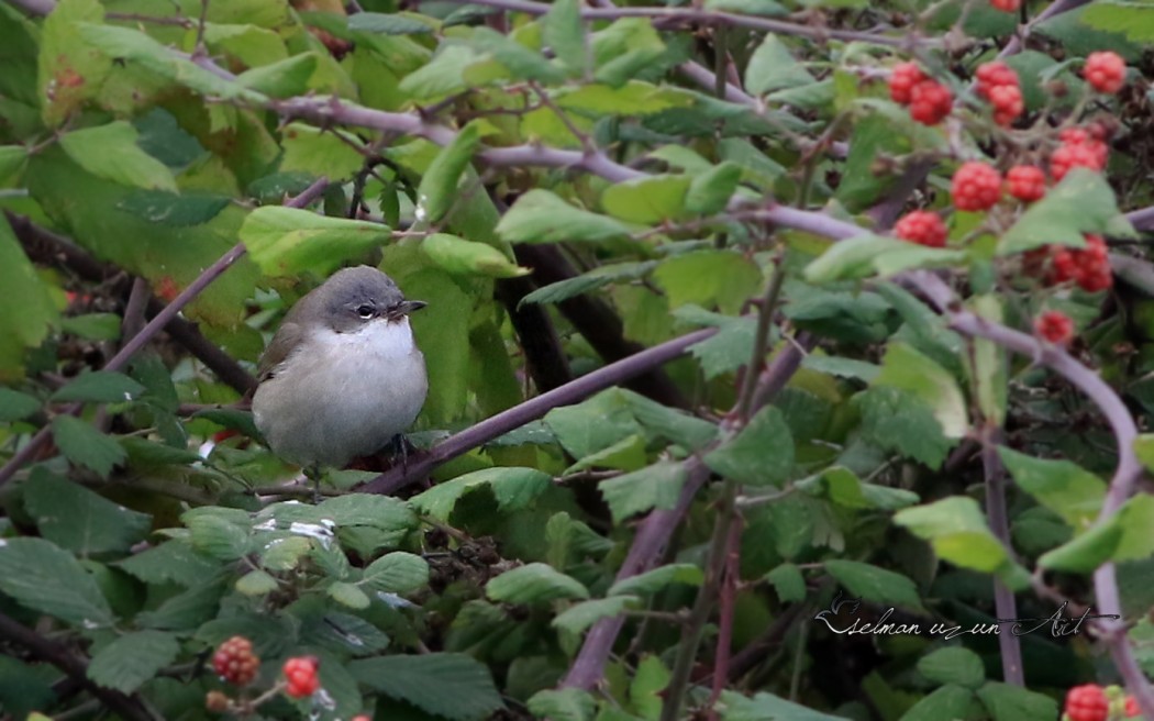 Lesser Whitethroat