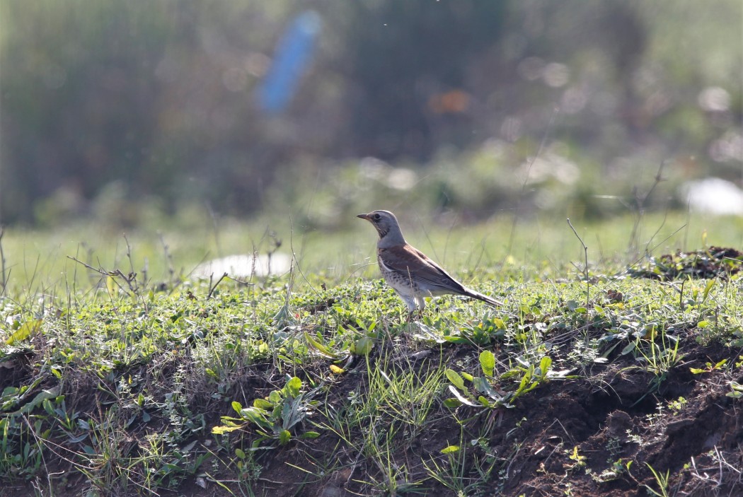 Fieldfare