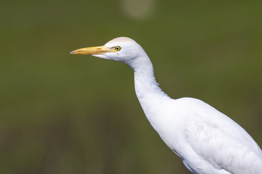 Western Cattle Egret