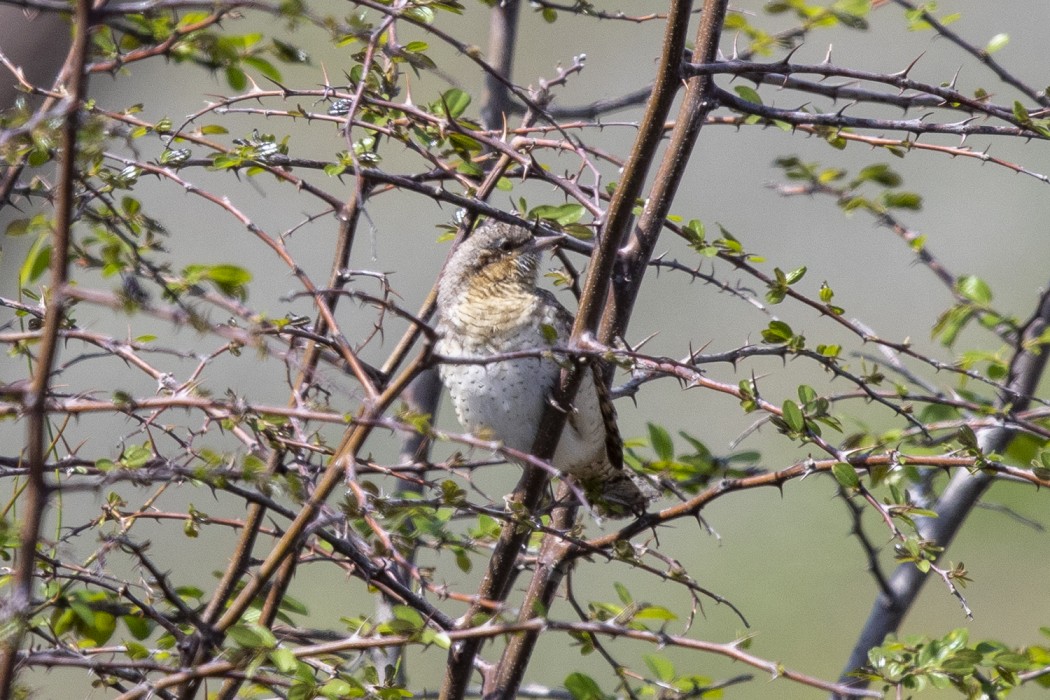 Eurasian Wryneck