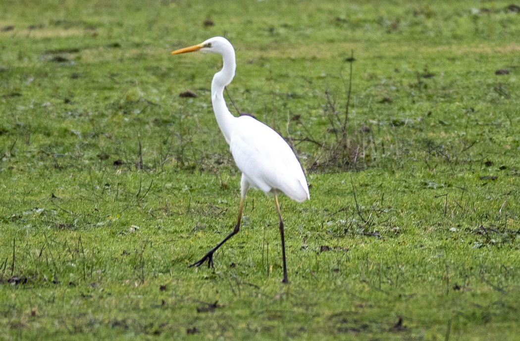 Great Egret