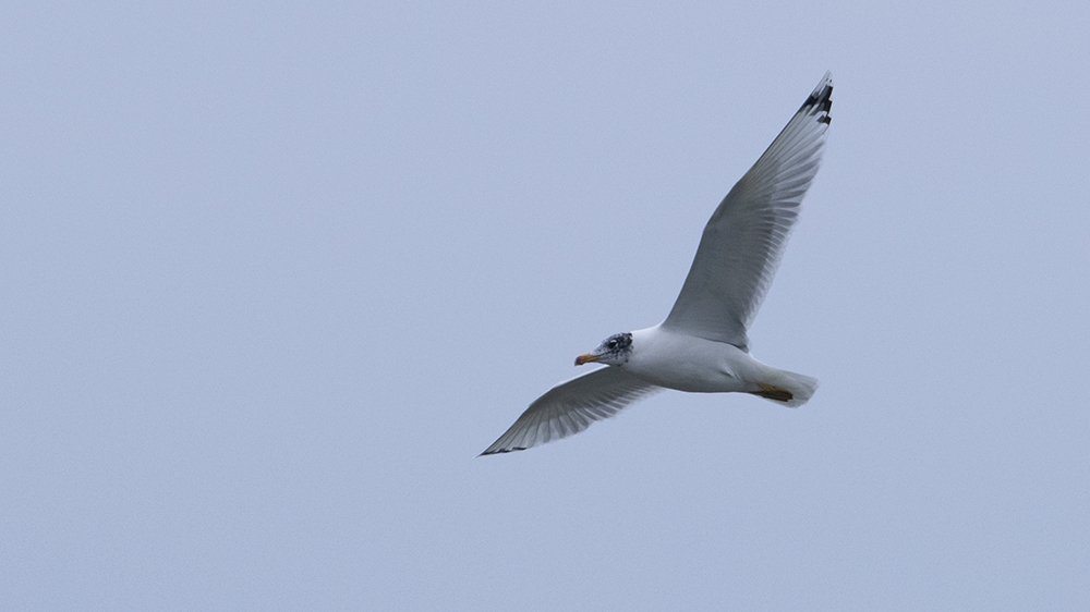 Pallas`s Gull