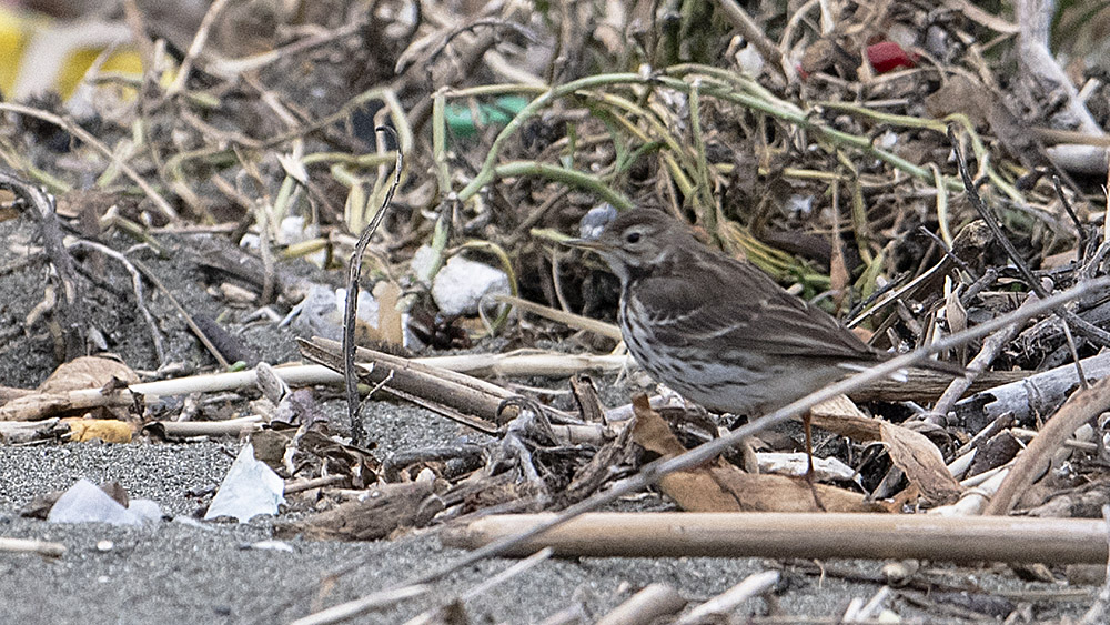 Buff-bellied Pipit