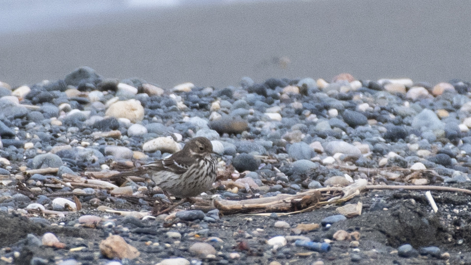 Buff-bellied Pipit