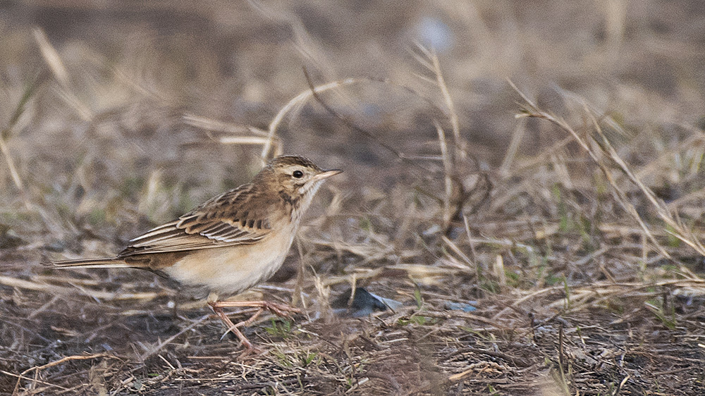 Richard`s Pipit