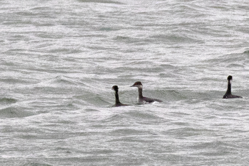 Black-necked Grebe