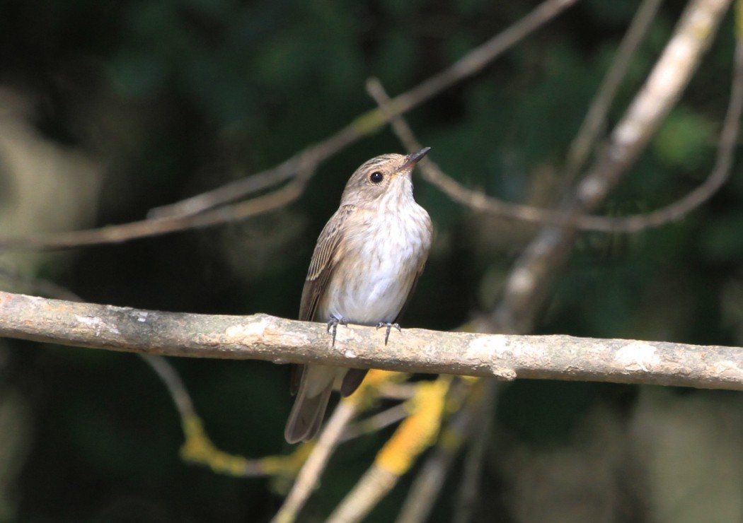 Spotted Flycatcher