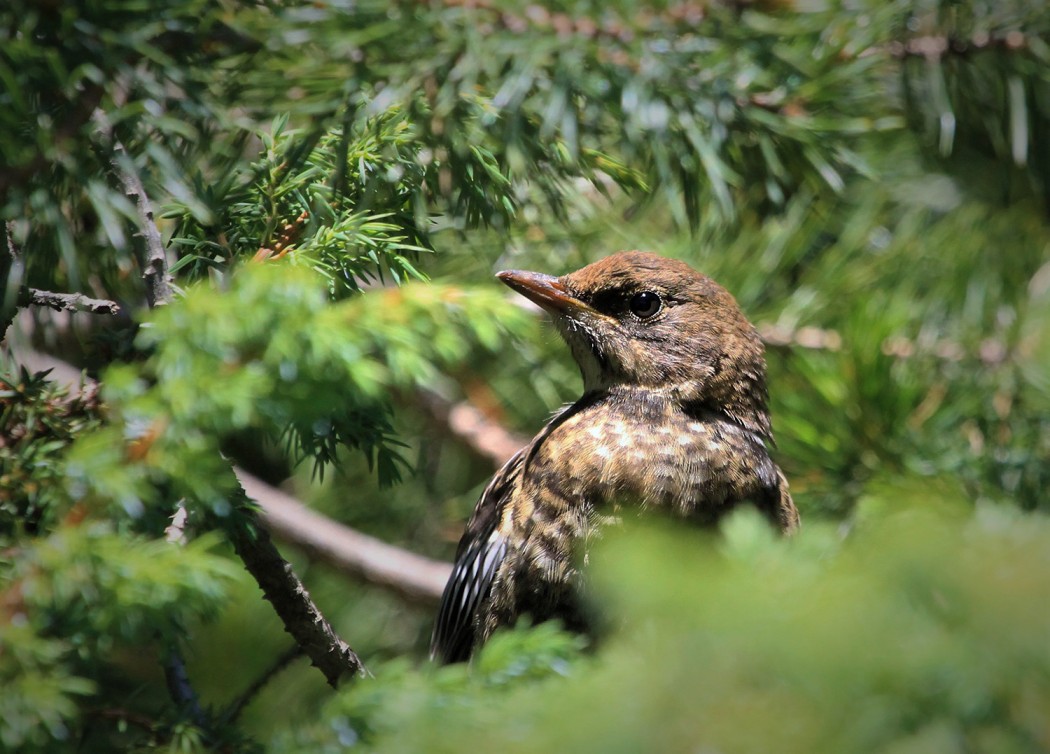 Ring Ouzel