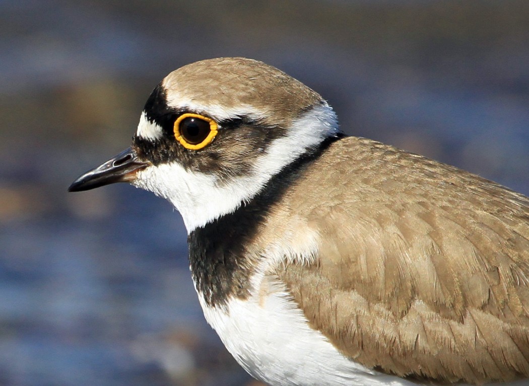 Little Ringed Plover