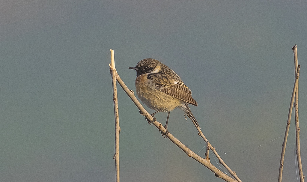 European Stonechat